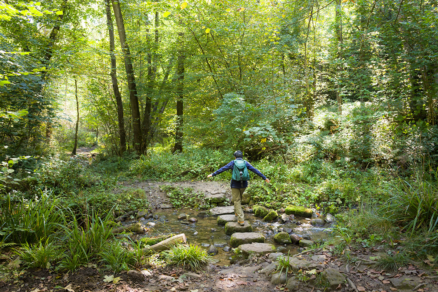 Hackfall woods